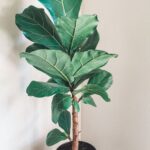 Fiddle leaf fig or ficus lyrata is a great statement plant