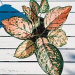 aglaonema pink dalmatian chinese evergreen