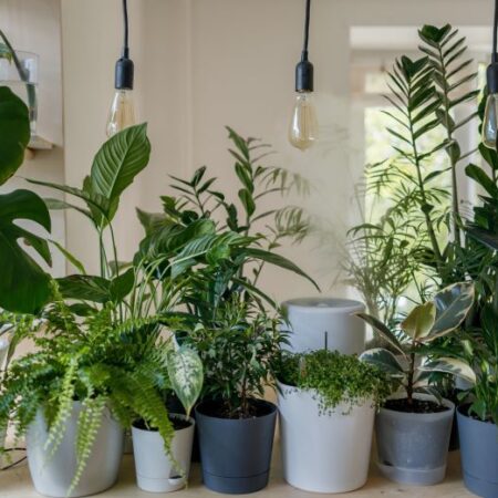 collection of plants