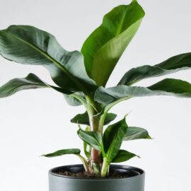 Dwarf Banana Plant.
