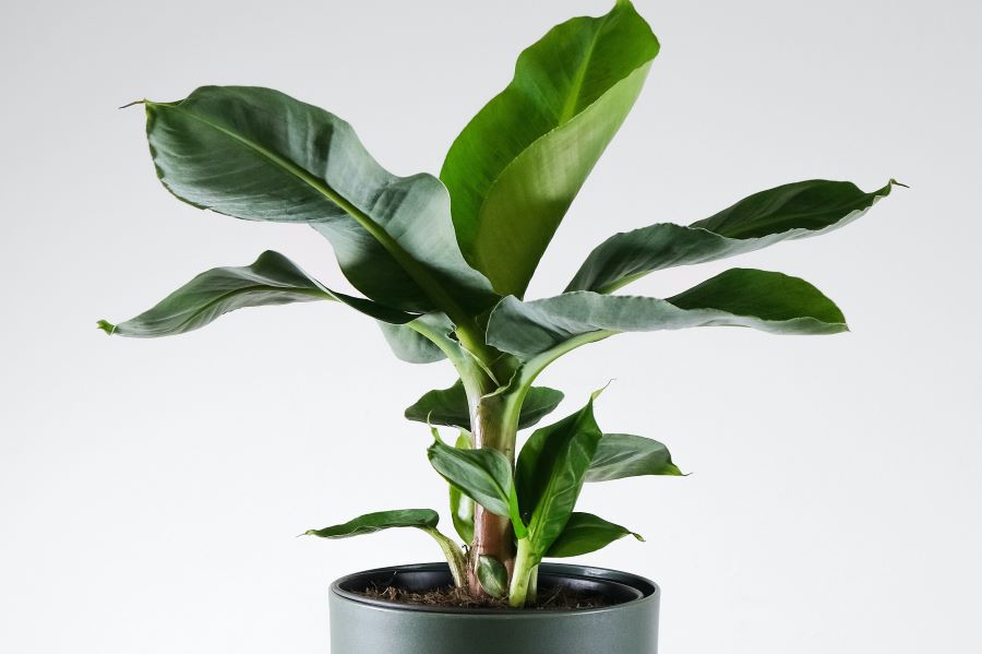 Dwarf Banana Plant.