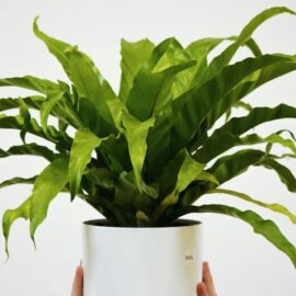 Bird’s Nest Fern.