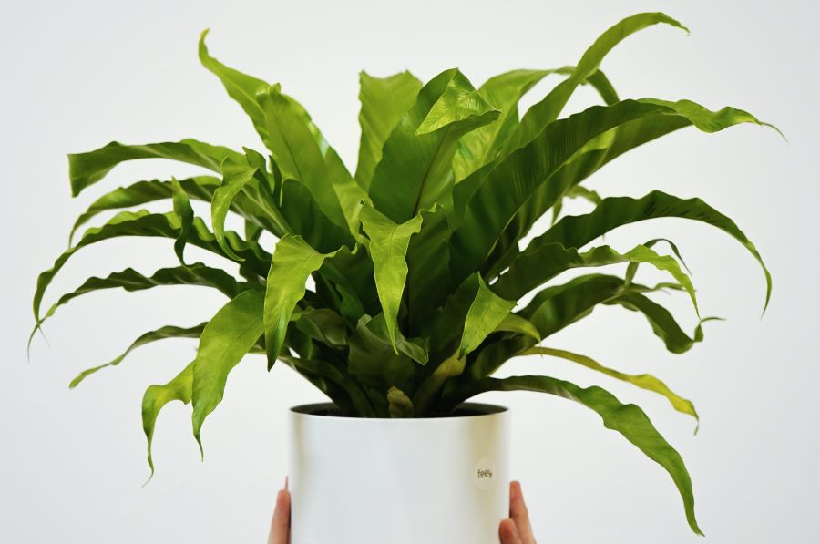 Bird’s Nest Fern.