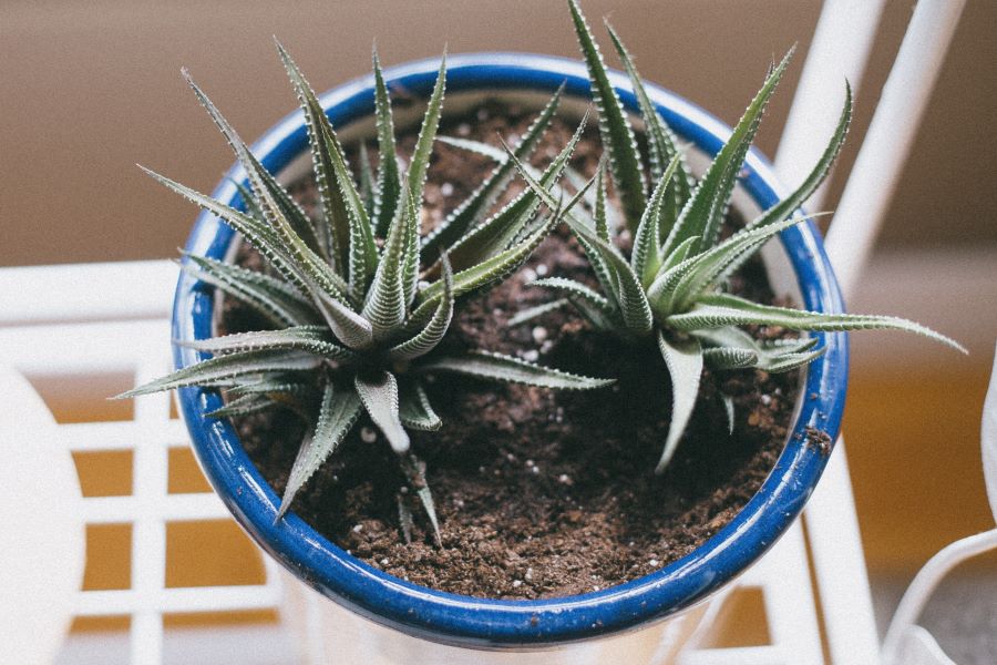 Haworthia Zebra Plant.