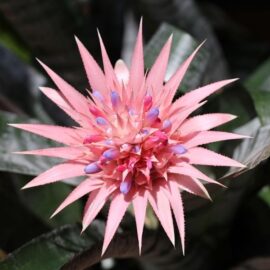 Bromeliad.