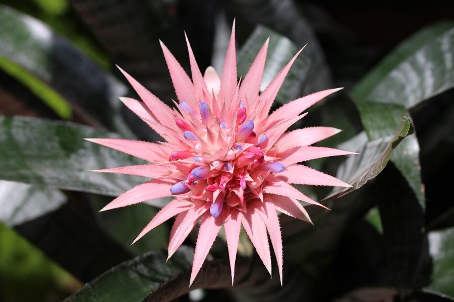 Bromeliad.