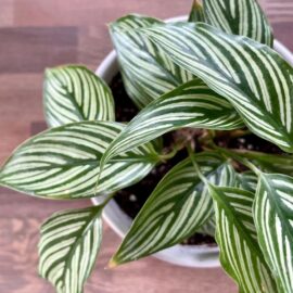 Calathea plant