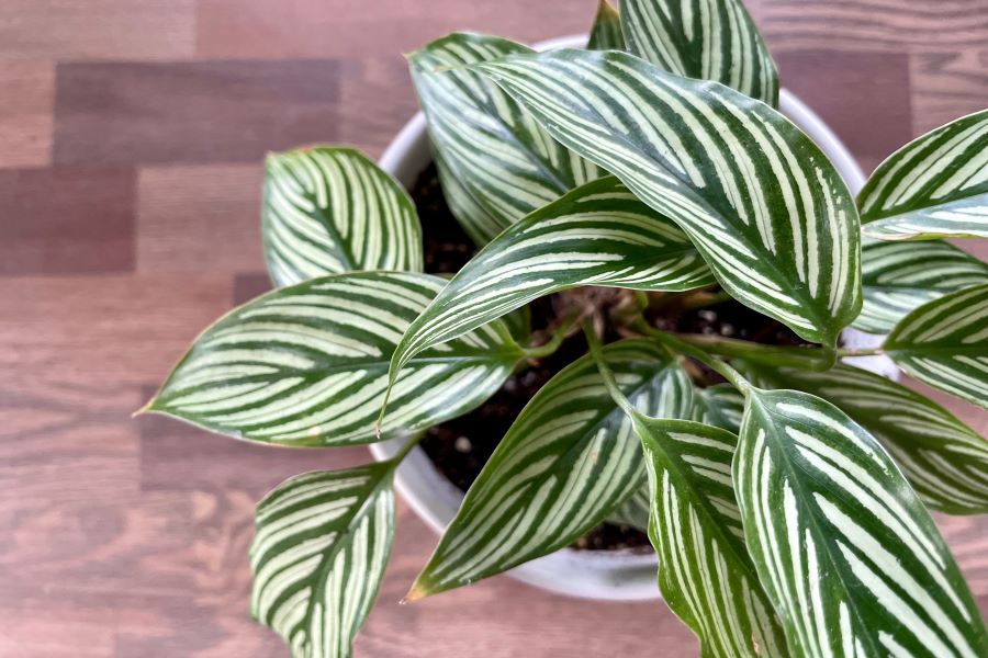 Calathea plant