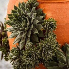 Sempervivum Hens and Chicks succulent.