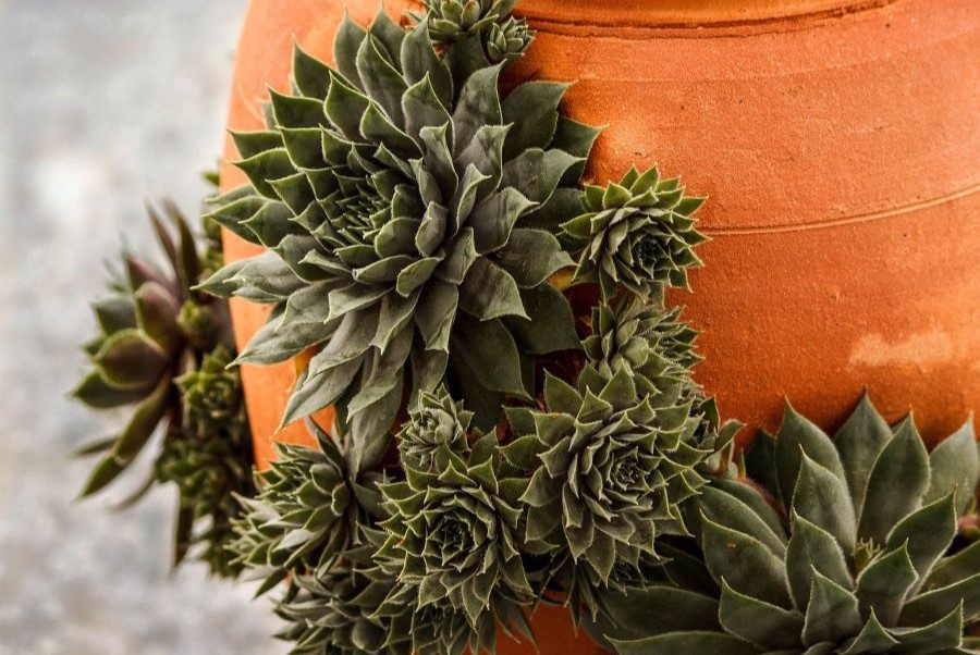 Sempervivum Hens and Chicks succulent.