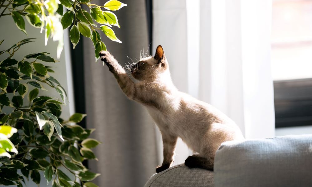Cat playing with plant