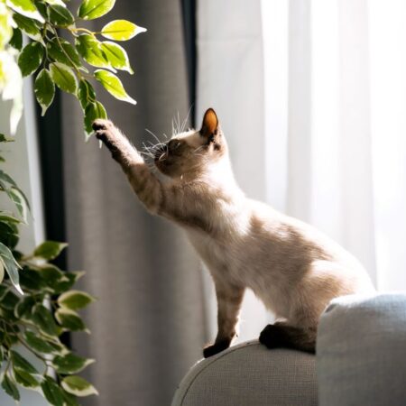 Cat playing with plant