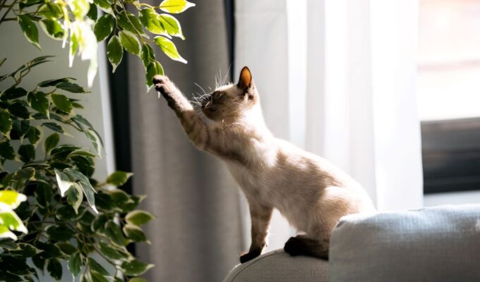 Cat playing with plant