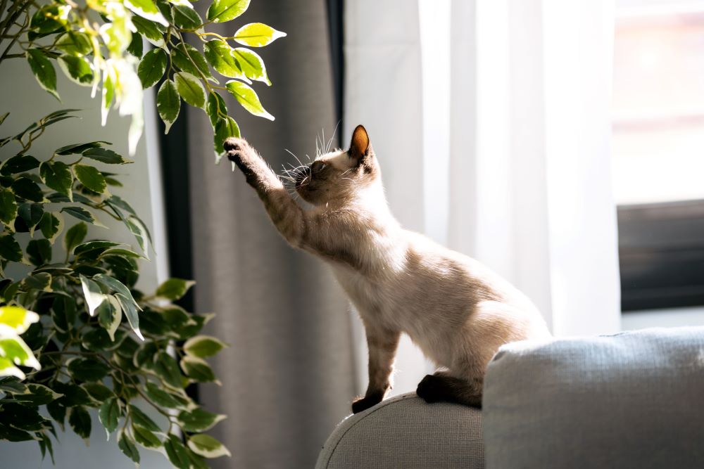 Cat playing with plant