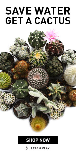 buy succulents from Laf & Clay